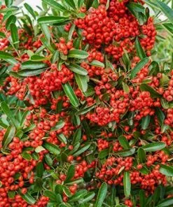 Fast Growing Trees See All Evergreen & Privacy Trees Mohave Pyracantha (Firethorn) Shrub