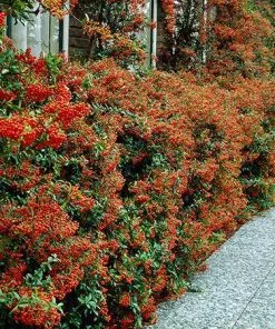 Fast Growing Trees See All Evergreen & Privacy Trees Mohave Pyracantha (Firethorn) Shrub