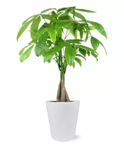 Fast Growing Trees Pet Friendly House Plants Money Tree In White Pot 7 Fast Growing Trees Pet Friendly House Plants Money Tree In White Pot