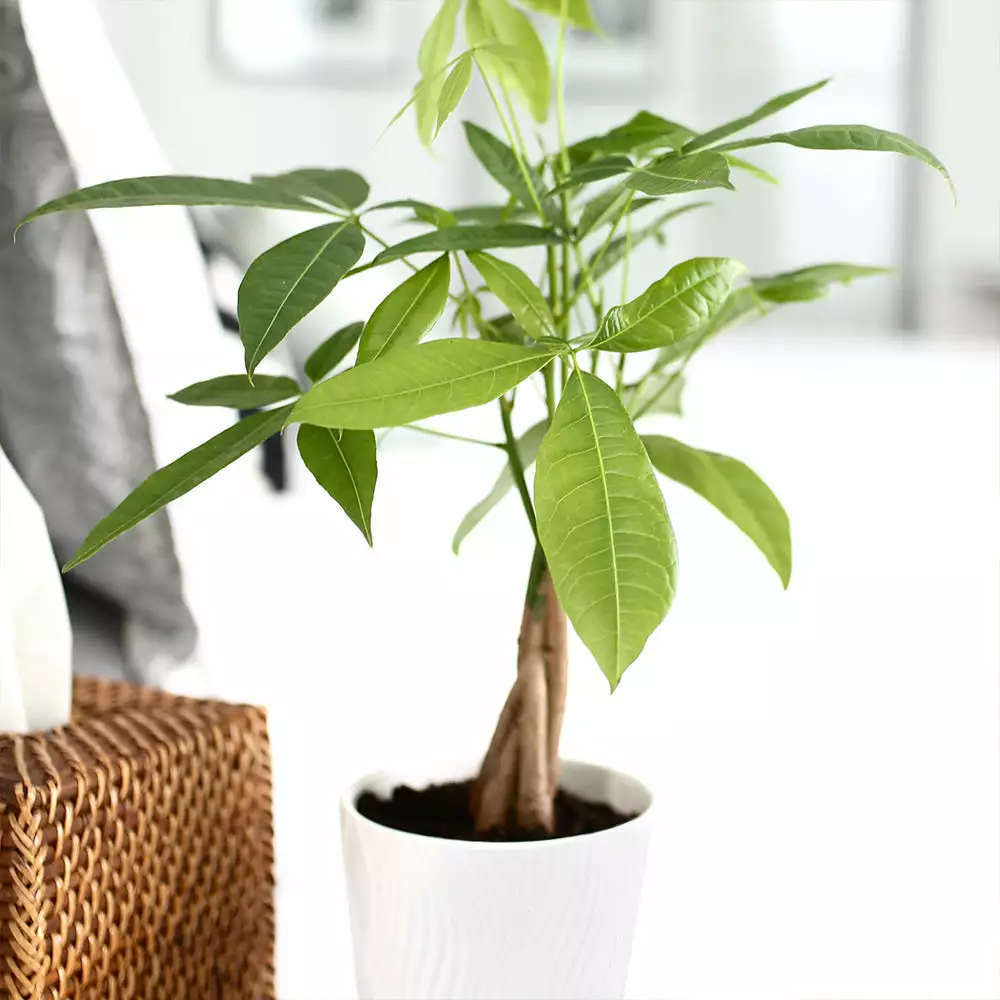 Fast Growing Trees Pet Friendly House Plants Money Tree In White Pot 5 Fast Growing Trees Pet Friendly House Plants Money Tree In White Pot