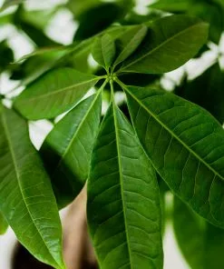 Fast Growing Trees Pet Friendly House Plants Money Tree In White Pot 9 Fast Growing Trees Pet Friendly House Plants Money Tree In White Pot