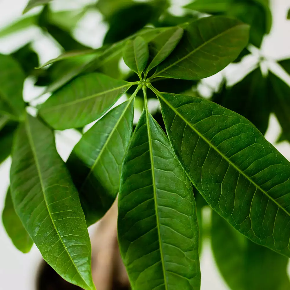 Fast Growing Trees Pet Friendly House Plants Money Tree In White Pot 6 Fast Growing Trees Pet Friendly House Plants Money Tree In White Pot