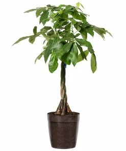 Fast Growing Trees Money Tree Pet Friendly House Plants 12 Fast Growing Trees Money Tree Pet Friendly House Plants