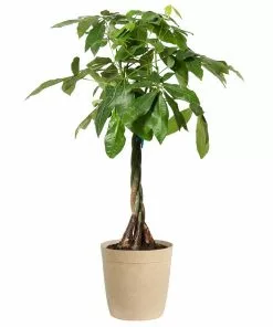 Fast Growing Trees Money Tree Pet Friendly House Plants 13 Fast Growing Trees Money Tree Pet Friendly House Plants