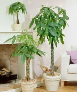 Fast Growing Trees Money Tree Pet Friendly House Plants 11 Fast Growing Trees Money Tree Pet Friendly House Plants