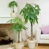 Fast Growing Trees Money Tree Pet Friendly House Plants 1 Fast Growing Trees Money Tree Pet Friendly House Plants