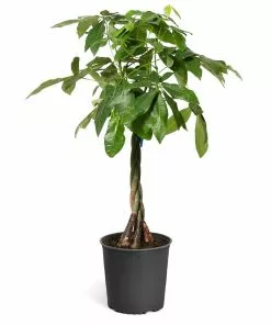Fast Growing Trees Money Tree Pet Friendly House Plants 14 Fast Growing Trees Money Tree Pet Friendly House Plants