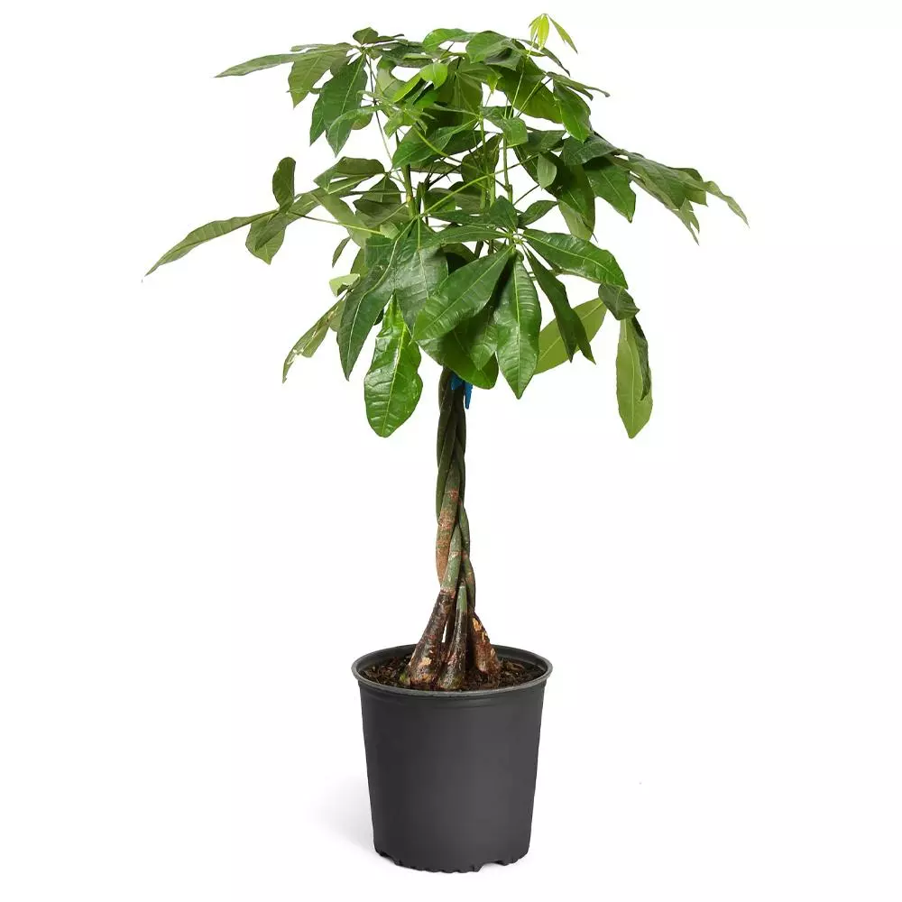 Fast Growing Trees Money Tree Pet Friendly House Plants 7 Fast Growing Trees Money Tree Pet Friendly House Plants