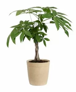 Fast Growing Trees Money Tree Pet Friendly House Plants 16 Fast Growing Trees Money Tree Pet Friendly House Plants