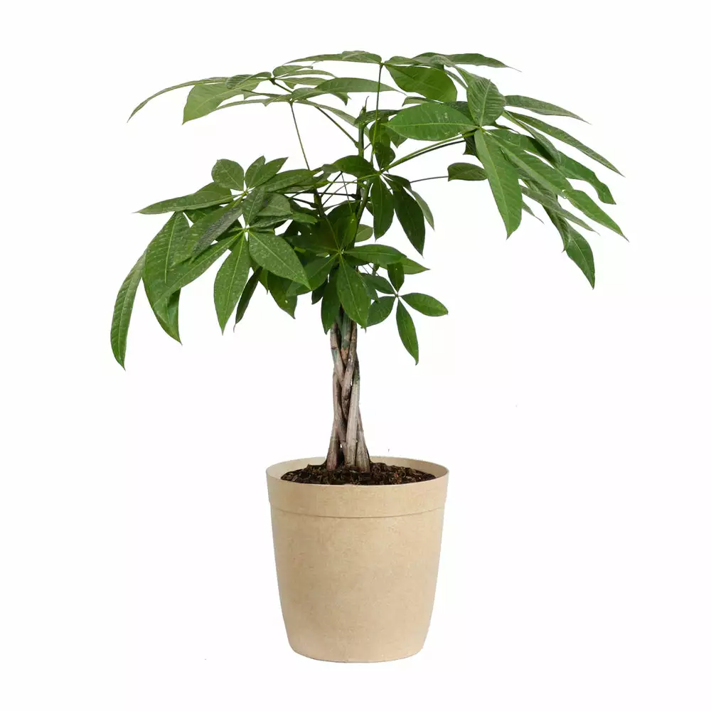 Fast Growing Trees Money Tree Pet Friendly House Plants 9 Fast Growing Trees Money Tree Pet Friendly House Plants
