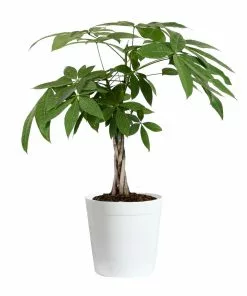 Fast Growing Trees Money Tree Pet Friendly House Plants 17 Fast Growing Trees Money Tree Pet Friendly House Plants