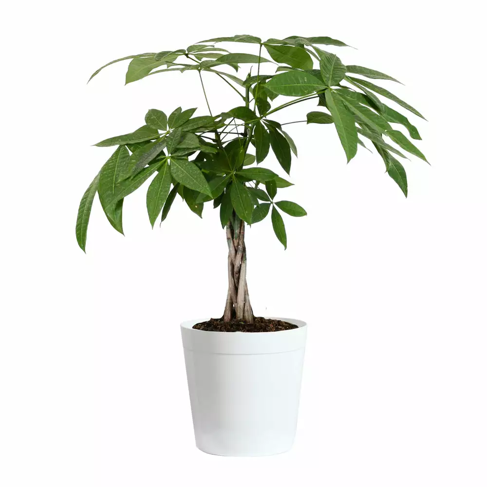 Fast Growing Trees Money Tree Pet Friendly House Plants 10 Fast Growing Trees Money Tree Pet Friendly House Plants