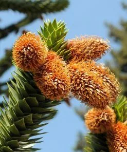 Fast Growing Trees Monkey Puzzle Tree See All Evergreen & Privacy Trees