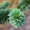 Fast Growing Trees Monkey Puzzle Tree See All Evergreen & Privacy Trees 2 Fast Growing Trees Monkey Puzzle Tree See All Evergreen & Privacy Trees