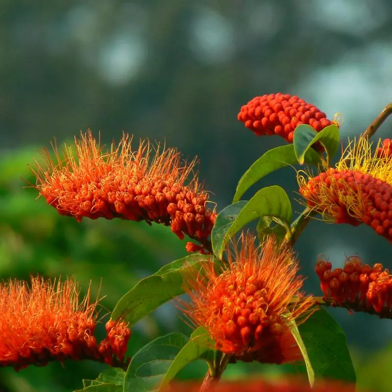 Fast Growing Trees Monkey's Brush Plant See All Shrubs & Hedges 3 Fast Growing Trees Monkey's Brush Plant See All Shrubs & Hedges