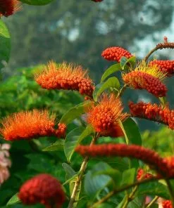 Fast Growing Trees Monkey's Brush Plant See All Shrubs & Hedges
