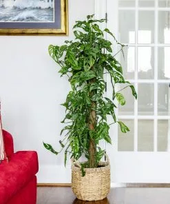 Fast Growing Trees Monstera Adansonii Floor Plants 16 Fast Growing Trees Monstera Adansonii Floor Plants