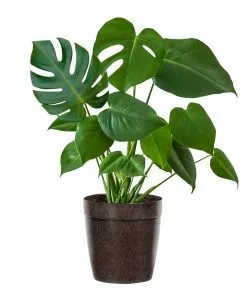 Fast Growing Trees Floor Plants Monstera Deliciosa (Swiss Cheese Plant) 22 Fast Growing Trees Floor Plants Monstera Deliciosa (Swiss Cheese Plant)