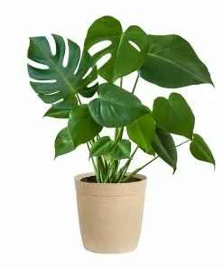 Fast Growing Trees Floor Plants Monstera Deliciosa (Swiss Cheese Plant) 23 Fast Growing Trees Floor Plants Monstera Deliciosa (Swiss Cheese Plant)