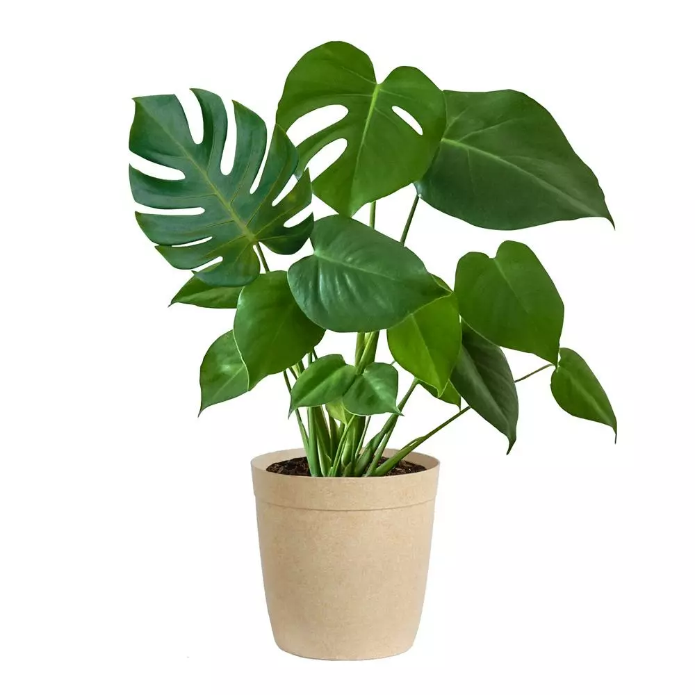 Fast Growing Trees Floor Plants Monstera Deliciosa (Swiss Cheese Plant) 10 Fast Growing Trees Floor Plants Monstera Deliciosa (Swiss Cheese Plant)