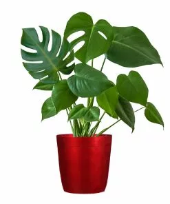 Fast Growing Trees Floor Plants Monstera Deliciosa (Swiss Cheese Plant) 26 Fast Growing Trees Floor Plants Monstera Deliciosa (Swiss Cheese Plant)