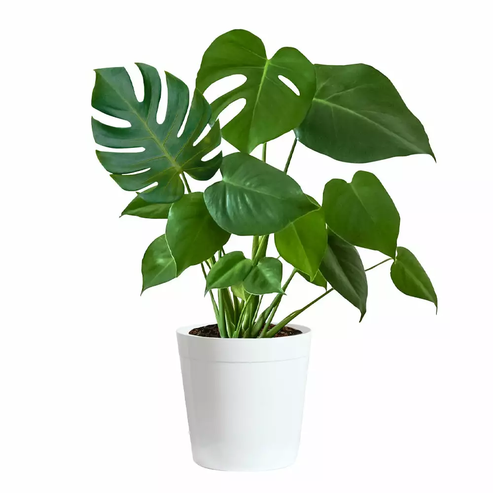 Fast Growing Trees Floor Plants Monstera Deliciosa (Swiss Cheese Plant) 12 Fast Growing Trees Floor Plants Monstera Deliciosa (Swiss Cheese Plant)