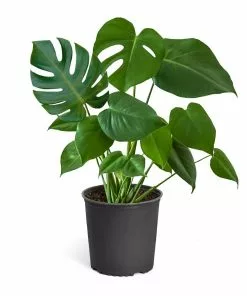 Fast Growing Trees Floor Plants Monstera Deliciosa (Swiss Cheese Plant) 24 Fast Growing Trees Floor Plants Monstera Deliciosa (Swiss Cheese Plant)