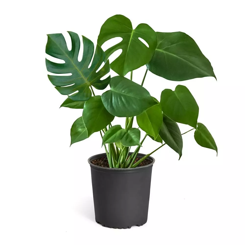 Fast Growing Trees Floor Plants Monstera Deliciosa (Swiss Cheese Plant) 11 Fast Growing Trees Floor Plants Monstera Deliciosa (Swiss Cheese Plant)