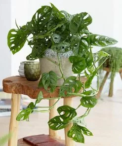 Fast Growing Trees Monstera Adansonii Floor Plants