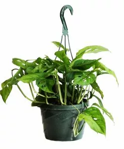 Fast Growing Trees Monstera Adansonii Floor Plants 17 Fast Growing Trees Monstera Adansonii Floor Plants