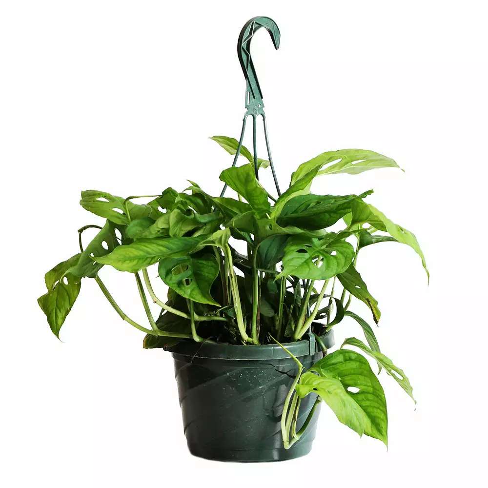 Fast Growing Trees Monstera Adansonii Floor Plants 7 Fast Growing Trees Monstera Adansonii Floor Plants