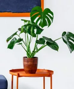 Fast Growing Trees Monstera Deliciosa And Fiddle Leaf Fig Combo 8 Fast Growing Trees Monstera Deliciosa And Fiddle Leaf Fig Combo