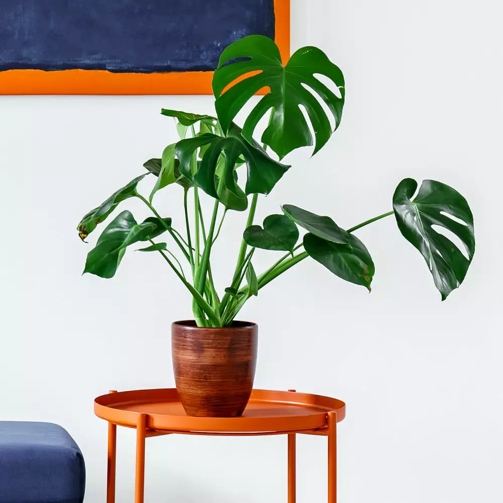 Fast Growing Trees Monstera Deliciosa And Fiddle Leaf Fig Combo 5 Fast Growing Trees Monstera Deliciosa And Fiddle Leaf Fig Combo