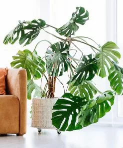 Fast Growing Trees Floor Plants Monstera Deliciosa (Swiss Cheese Plant) 20 Fast Growing Trees Floor Plants Monstera Deliciosa (Swiss Cheese Plant)