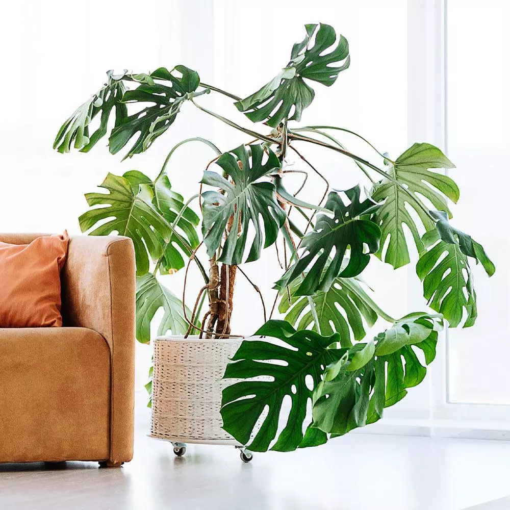 Fast Growing Trees Floor Plants Monstera Deliciosa (Swiss Cheese Plant) 7 Fast Growing Trees Floor Plants Monstera Deliciosa (Swiss Cheese Plant)