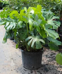 Fast Growing Trees Floor Plants Monstera Deliciosa (Swiss Cheese Plant) 29 Fast Growing Trees Floor Plants Monstera Deliciosa (Swiss Cheese Plant)