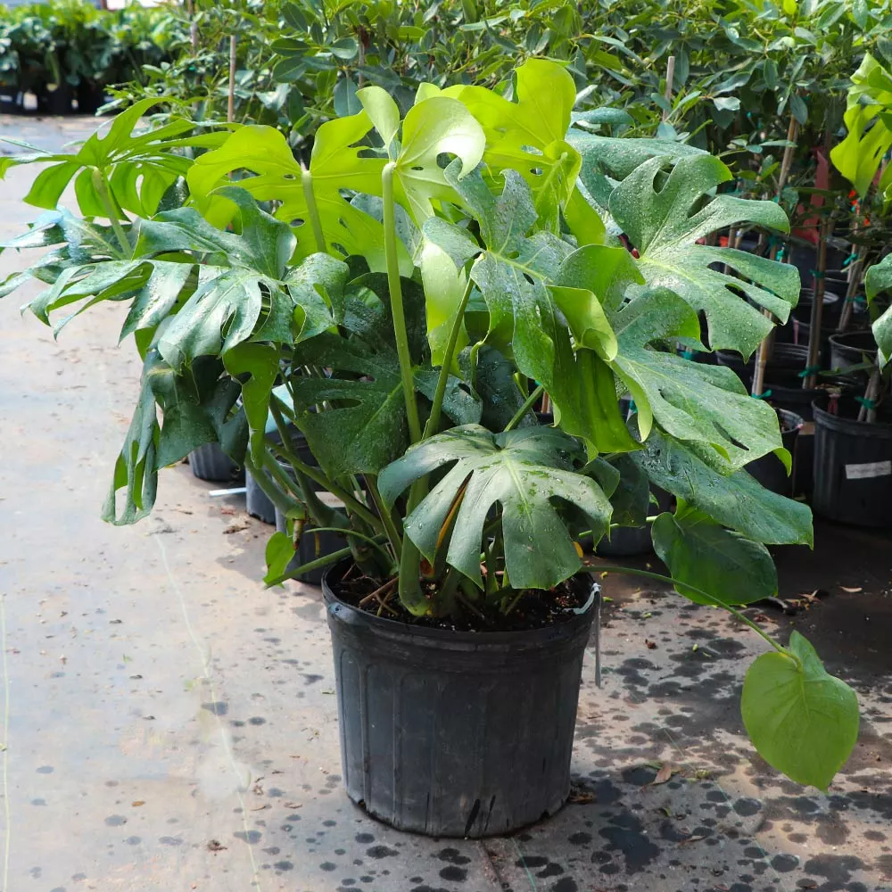 Fast Growing Trees Floor Plants Monstera Deliciosa (Swiss Cheese Plant) 16 Fast Growing Trees Floor Plants Monstera Deliciosa (Swiss Cheese Plant)