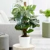 Fast Growing Trees Floor Plants Monstera Deliciosa (Swiss Cheese Plant) 1 Fast Growing Trees Floor Plants Monstera Deliciosa (Swiss Cheese Plant)
