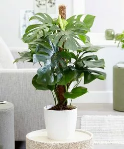 Fast Growing Trees Floor Plants Monstera Deliciosa (Swiss Cheese Plant)
