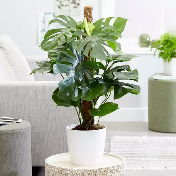 Fast Growing Trees Floor Plants Monstera Deliciosa (Swiss Cheese Plant) 3 Fast Growing Trees Floor Plants Monstera Deliciosa (Swiss Cheese Plant)