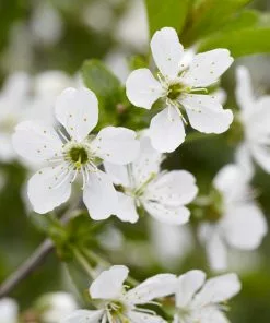Fast Growing Trees Montmorency Cherry 9 Fast Growing Trees Montmorency Cherry