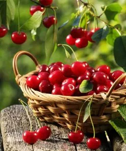 Fast Growing Trees Montmorency Cherry