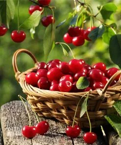 Fast Growing Trees Montmorency Cherry