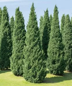 Fast Growing Trees Moonglow Juniper Juniper Trees