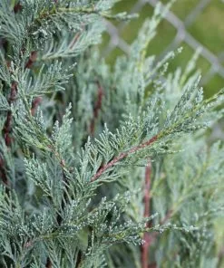 Fast Growing Trees Moonglow Juniper Juniper Trees