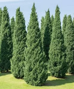 Fast Growing Trees Moonglow Juniper Juniper Trees