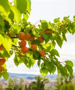 Fast Growing Trees Moorpark Apricot Tree 10 Fast Growing Trees Moorpark Apricot Tree