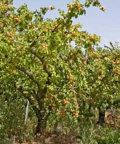 Fast Growing Trees Moorpark Apricot Tree 11 Fast Growing Trees Moorpark Apricot Tree