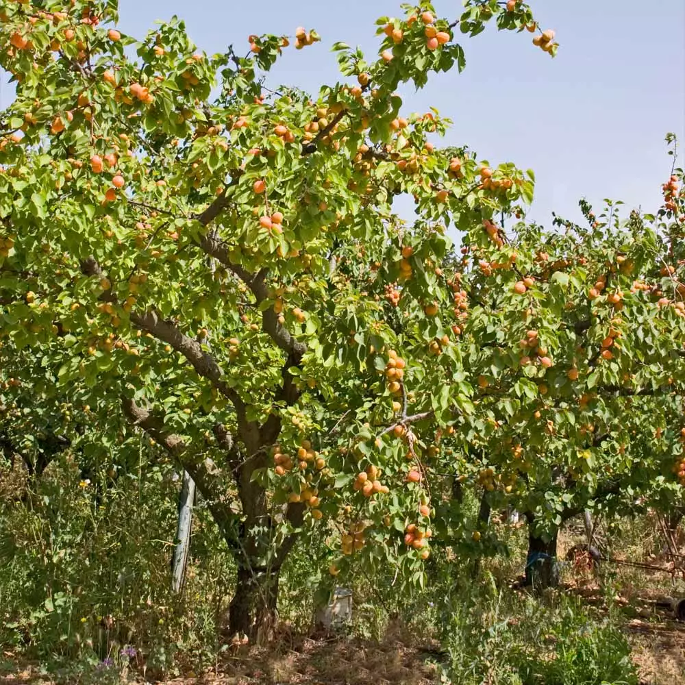 Fast Growing Trees Moorpark Apricot Tree 7 Fast Growing Trees Moorpark Apricot Tree
