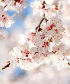 Fast Growing Trees Moorpark Apricot Tree